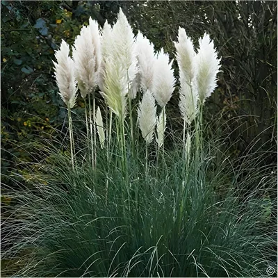 A cluster of white pampas grass plumes stands tall against a dark, leafy background.
