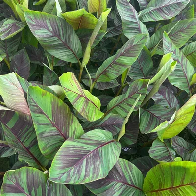 Immagine prodotto di Pianta di banana Musa Ever Red, varietà giapponese da fibra, pianta da frutto, resistente al freddo 2