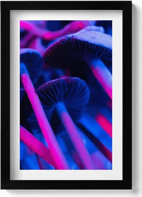 Produktbild von Magische bunte Pilze– Wandbild mit Rahmen – Gerahmtes Bild  – Wanddekoration – 20x30 cm – Schwarz
