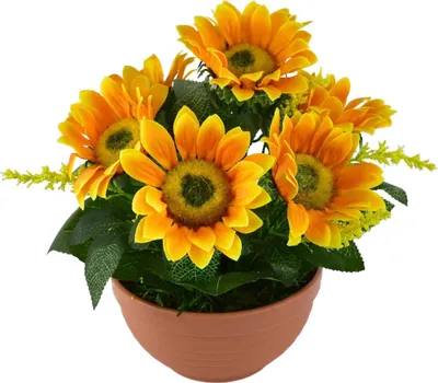 Image de Tournesol 7 fleurs dans un bol en terre cuite Ø24/26 cm