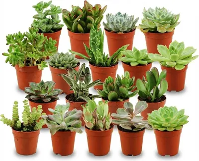Produktbild von Mini Sukkulenten Mix – 18 Pflanzen – Ø5,5cm – Höhe 5–10cm – Pflegeleichte Zimmerpflanzen – Kleine Sukkulenten für Schalen Fensterbank & Deko