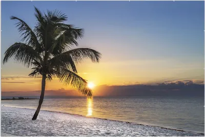 Produktbild von Wallario Wandbild Palme am Strand - Sonnenuntergang über dem Meer, Größe: 61 x 91,5 cm, Poster mit rahmenlosen Bildhalter