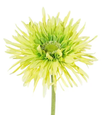Produktbild von Kunstblume, Seidenblume GERBERA gefüllt 57cm GRÜN