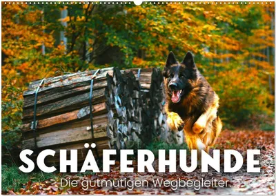 Produktbild von Schäferhunde - Die gutmütigen Wegbegleiter. (Wandkalender 2026 DIN A2 quer), CALVENDO Monatskalender