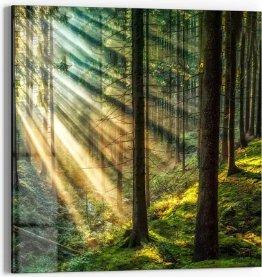 Produktbild von DEQORI Glasbild Echtglas 50x50 cm 'Licht durchbricht Bäume' Wandbild Bild modern Deko