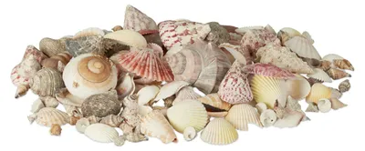 Productafbeelding van Relaxdays Decoratieset met schelpen, mix van grote zeeschelpen, coquilles, stranddecoratie voor knutselwerk, maritiem thema, 1 kg, kleurrijk