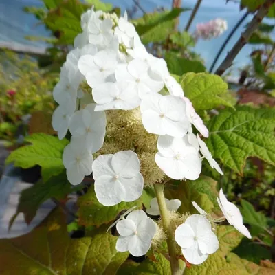 Produktbild von 2 x  Hortensie  - Hydrangea quercifolia 'Snow Queen'  | 30-40 cm in Container