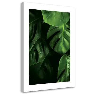 Produktbild von Leinwandbild Monstera-Blätter mit Wassertropfen 40x60 Feeby Grün bild für die wand bereit zum aufhängen