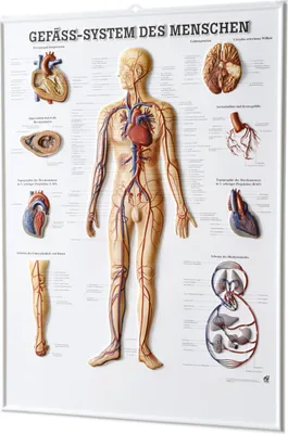 Produktbild von Gefäßsystem des Menschen Relieftafel Anatomie 74x54 cm medizinische Lehrmittel