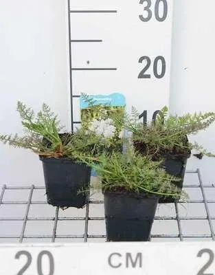 Immagine prodotto di 6 x Oenanthe aquatica - piede di porco - vaso 9 x 9 cm
