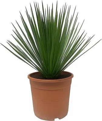 Zdjęcie produktu dla Lilia palmowa Yucca Rostrata - doniczka 24 cm, wysoko?? 60 cm