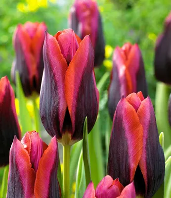 Produktbild von BALDUR Garten Tulpe Slawa,40 Zwiebeln, blüten wie aus 1.001 Nacht, Schmuckstück im Beet & Kübel oder Topf, winterharte Tulpenzwiebeln, mehrjährig & pflegeleicht