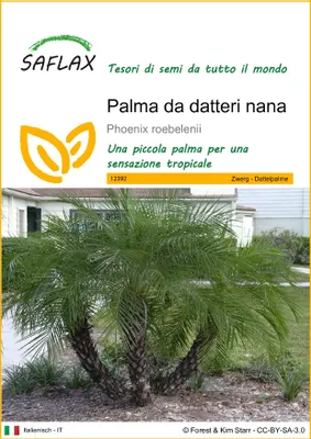 Immagine prodotto di SAFLAX  - Palma da datteri nana - 25 semi - Phoenix