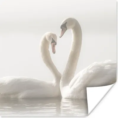 Produktbild von MuchoWow® Poster Schwäne - Wasser - Freunde 100x100 cm - Babyzimmer
