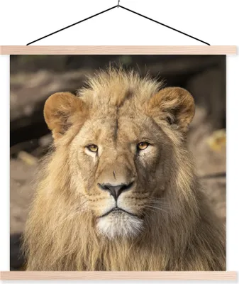 Produktbild von MuchoWow® Textilposter Löwen - Raubtier - Porträt 40x40 cm mit holzfarbenen Rahmen - Posterleiste