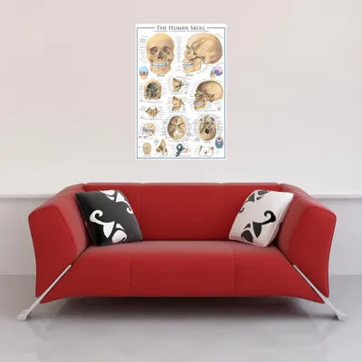 Obrázek produktu pro Vzdělávací - Vzdělávání - Plakát - Lidská lebka + 1 plakát o velikosti 61x91,5cm