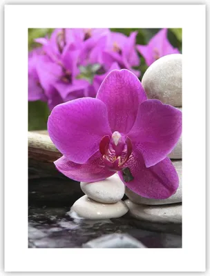 Produktbild von Poster - Poster ohne Rahmen - Orchidee Bambus Dekoration Spa - 30x40 cm - Wand Bild - Wanddeko - Wandbilder - Kunstposter - Wandposter - Bilder - Kunstdruck - Wandbild - P2XPA30x40-2666