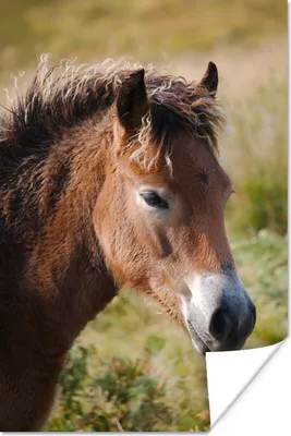 Produktbild von MuchoWow® Poster Pferd - Pony - Porträt 120x180 cm - Kunstposter