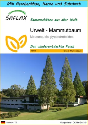 Produktbild von SAFLAX - Geschenk Set - Urwelt - Mammutbaum - 60 Samen - Mit Geschenk- / Versandbox, Versandaufkleber, Geschenkkarte und Anzuchtsubstrat - Metasequoia glyptostroboides