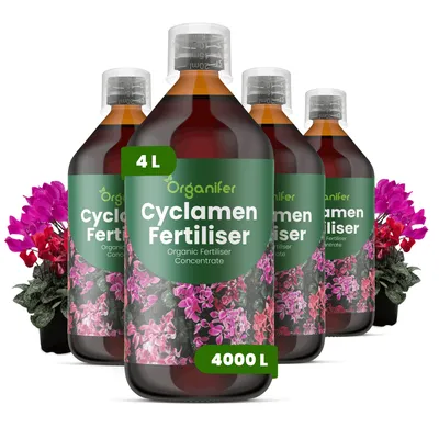 Produktbild von Alpenveilchen Flüssigdünger 4x1L – 2-1-8 NPK – Flüssigdünger Für Blühpflanzen – Für Blätter & Üppige Blüte – Fördert Wurzeln & Vitalität – Organifer