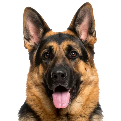 Produktbild von Schäferhund Duftbaum