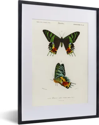 Produktbild von MuchoWow® MuchoWow® Gerahmtes Poster Schmetterling - Vintage - Insekten 30x40 cm - Poster mit zchwarzem Bilderrahmen - Wandposter Schlafzimmer