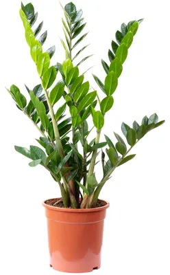 Produktbild von Glücksfeder - pflegeleichte Zimmerpflanze, Zamioculcas zamiifolia 9+ - Höhe 90 cm, Topf-Ø 21 cm