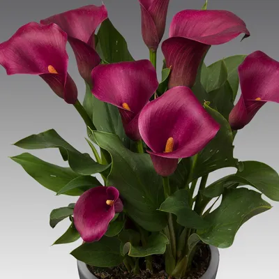 Produktbild von Calla Lilien Zwiebeln Winterhart Mehrjährig - Purple Passion (Lila) Zantedeschia - 5 große Blumenzwiebeln - Echte Pflanzen aus Holland - für Garten und Topf (kein Samen, nicht künstlich)