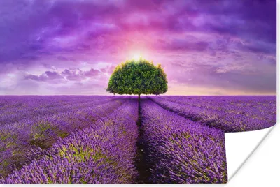 Produktbild von MuchoWow® Poster Lavendel - Baum - Lila - Wolken 120x80 cm - Bilder