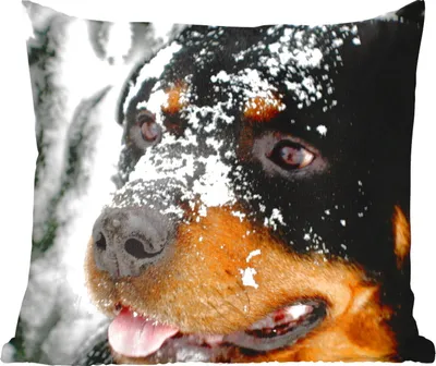 Produktbild von MuchoWow® Zierkissen Sofakissen Wohnzimmer Dekokissen 60x60 cm Schöner Rottweiler im Schnee - Sitzfläche - Foto Polster