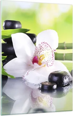 Produktbild von Bilder auf glas - Einteilig - blume orchidee - 50x70cm - Glasbilder - Wandbilder - Bilder - zum Aufhängen bereit - Wanddekoration aus Glas - Glas Bilder - Wandbild auf Glas - GPA50x70-3659