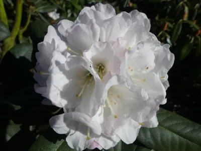 Produktbild von Wild Rhododendron / Alpenrose - Rhododendron traillianum 30-40cm