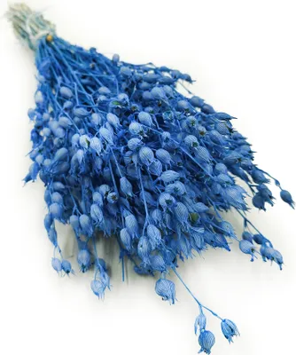 Produktbild von Aufgeblasenes Leimkraut - (Silene) - Blau