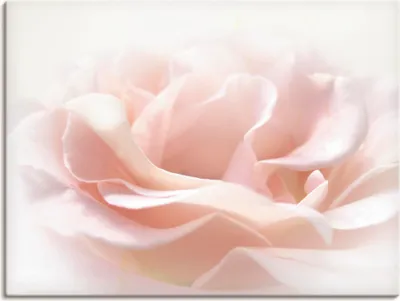 Produktbild von ARTland Leinwandbild Rose I Größe: 60x45 cm