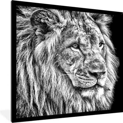 Produktbild von MuchoWow® Gerahmtes Poster Porträt - Löwe - Schwarz und weiß 40x40 cm - Poster mit Schwarzem Bilderrahmen Wandposter Rahmen Foto Bilder - Mit Rahmen - Wanddekoration Schlafzimmer