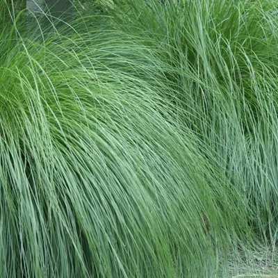 Image de 6 plants de *Sporobolus heterolepis* (Prairiedropzaad) | Pot de 9 cm x 9 cm