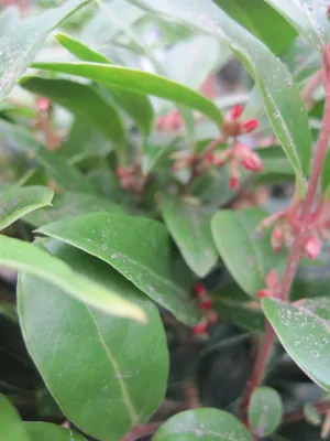 Produktbild von Fleischbeere Winter Gem ® - Sarcococca hookeriana Winter Gem ® 15-20cm