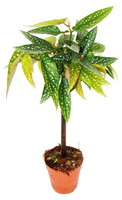 Produktbild von Tamaya-Begonie - Begonia albopicta - Begonien-Stämmchen - 9cm Topf