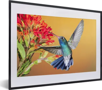 Produktbild von MuchoWow® MuchoWow® Gerahmtes Poster Vogel - Kolibri - Blumen 40x30 cm - Poster mit zchwarzem Bilderrahmen - Bilderrahmen - Poster im Rahmen
