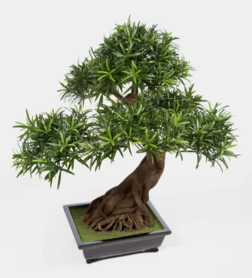 Produktbild von artplants.de Deko Bonsai Podocarpus in Schale, Deluxe, 3830 Blätter, 85cm - Künstlicher Bonsai - Deko Bonsai