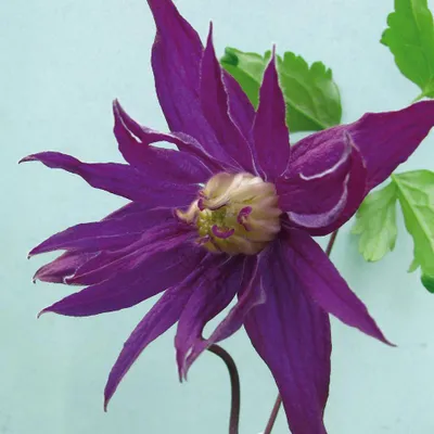 Zdjęcie produktu dla Powojnik Purple Spider botaniczny 1L