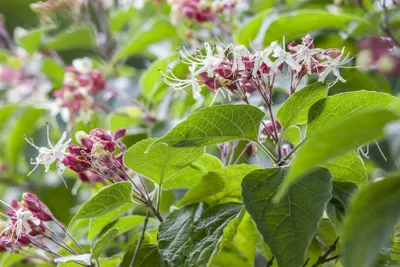 Produktbild von Clerodendrum trichotomum fargesii, Harlekinblume, 60–80 cm