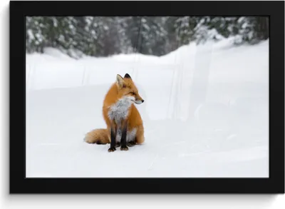 Produktbild von MuchoWow® MuchoWow® Gerahmtes Poster Fuchs - Schnee - Winter 30x20 cm - Poster mit zchwarzem Bilderrahmen - Kunstdruck - Bild-Poster