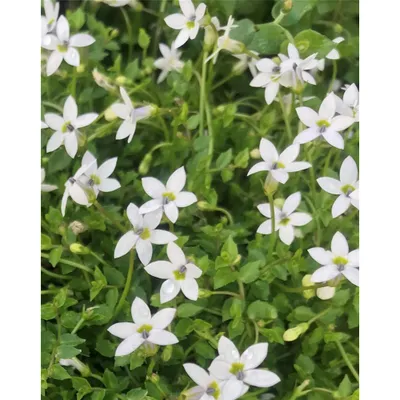 Produktbild von Garten-Scheinlobelie 'White Star' - Isotoma fluviatilis 'White Star', weißer Bunikopf, im Topf 12 cm - 12 cm