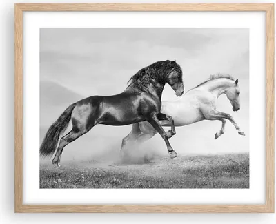 Produktbild von Gerahmtes Poster - Rahmen in heller Eiche - Pferde Tiere Galopp Wiese - 50x40 cm - Wand Bild - Wanddeko - Wandbilder - Wandposter - Bilderrahmen - Bilder - Kunstdruck - Wandbild - P2NAA50x40-2683
