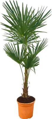 Produktbild von Trendyplants - Trachycarpus Fortunei - Wysokość 150-170 cm - Odporna - Chińska palma wachlarzowa - Roślina ogrodowa - Rozmiar doniczki Ø27 cm