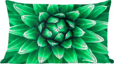 Produktbild von MuchoWow® Zierkissen Sofakissen Wohnzimmer Dekokissen 50x30 cm Nahaufnahme Kaktusblätter - Wohnzimmerdekoration - Polster mit Photo