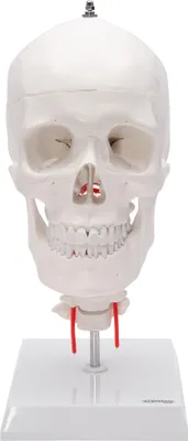 Produktbild von Schädel Anatomie Modell lebensgroß 4 teilig flexible Halswirbelsäule