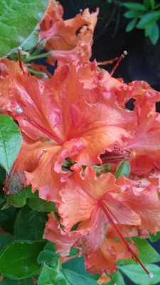 Produktbild von Sommergrüne Azalee Gibraltar - Rhododendron luteum Gibraltar - 40-50cm