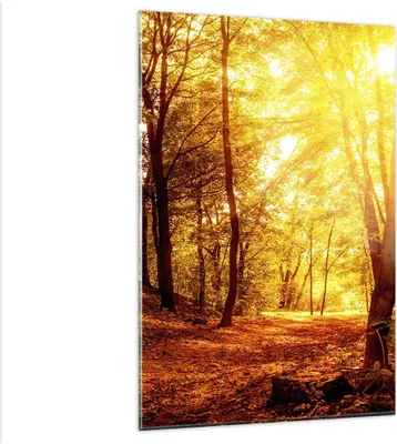 Produktbild von Bilder auf glas - Einteilig - Wald Baum Natur - 80x120cm - Glasbilder - Wandbilder - Bilder - zum Aufhängen bereit - Wanddekoration aus Glas - Glas Bilder - Wandbild auf Glas - GPA80x120-3722